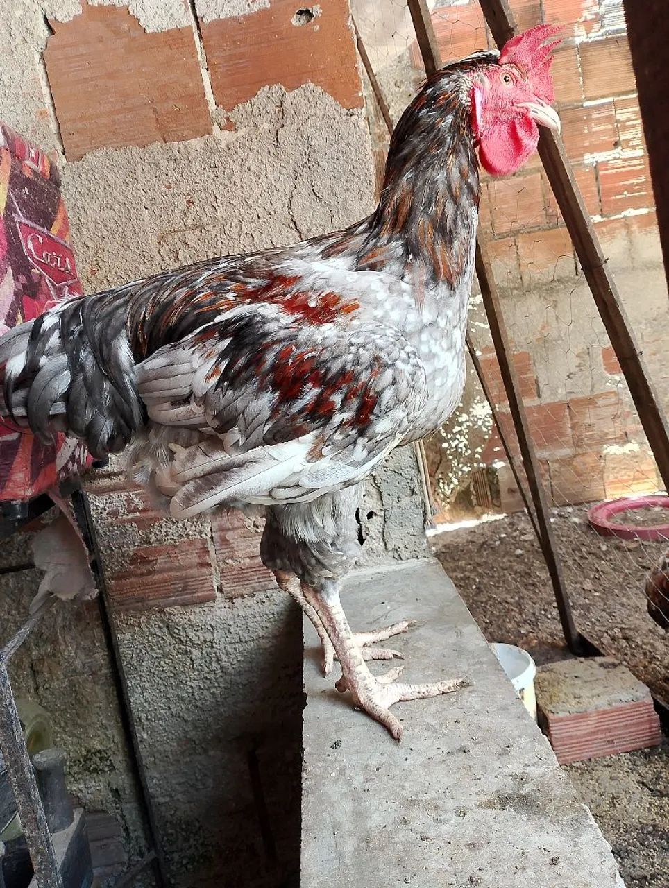 Frango Gsb 