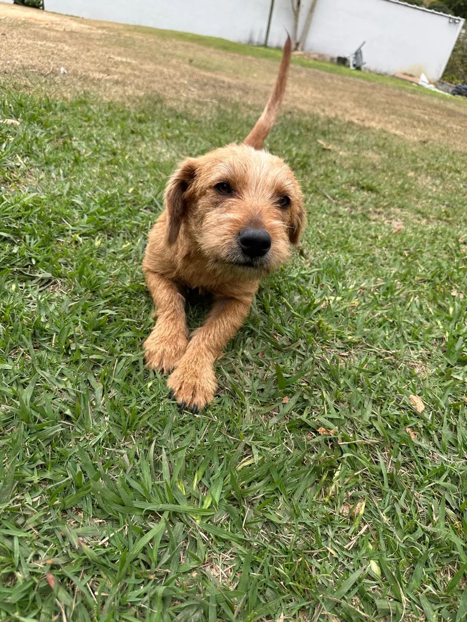 Adoção responsável  - Foto 2