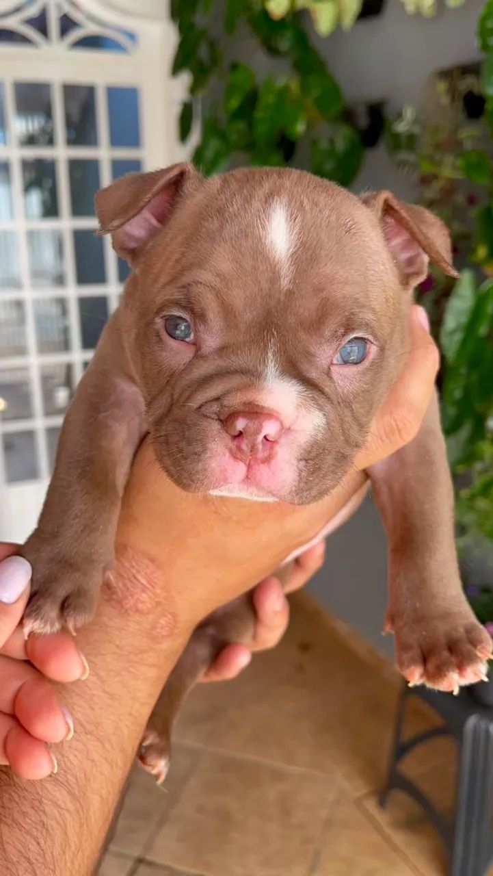 Filhotes de American Bully - Foto 2
