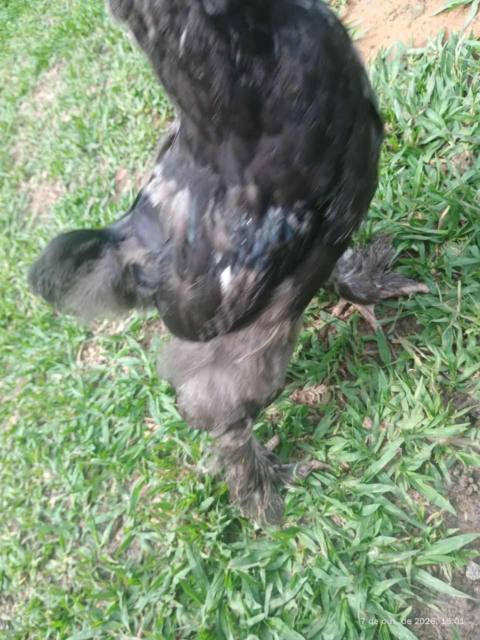 Frangos Brahma  - Foto 4
