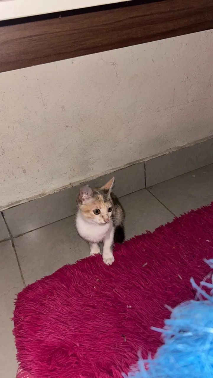 Doa-se gatinha  - Foto 2