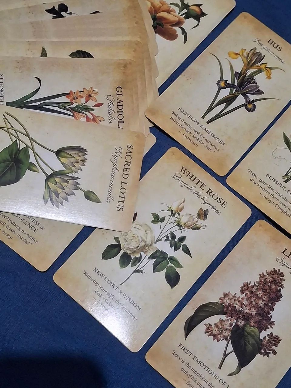 Oráculo Botanical Inspirations Botânico Baralho Cigano Tarot Taro - Foto 2