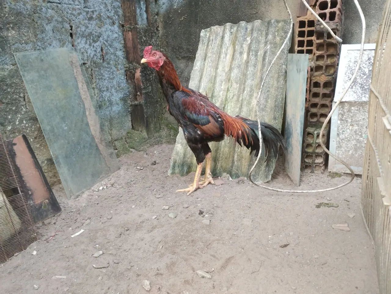 Casal de raça pra vender ligeiro,180,00 o casal - Foto 2