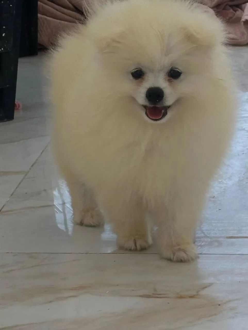 Cachorro / spitz alemao  - Foto 5