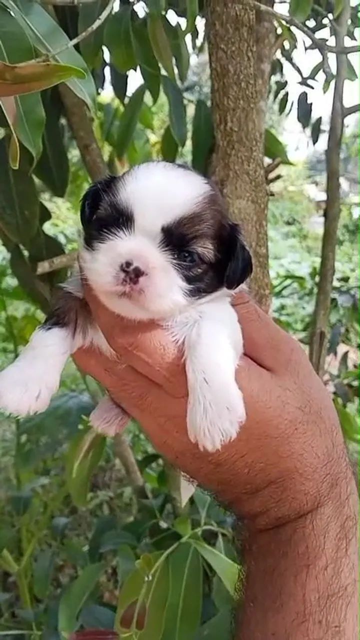 SHIH TZU - RESERVAS ABERTAS - Foto 4