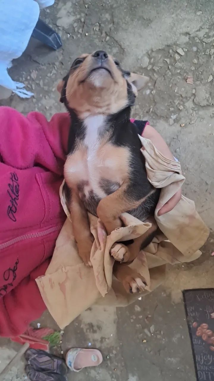 Doação  - Foto 5