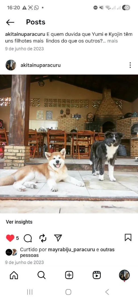 Filhotes.  Cães . Akita inu com pedigre CBKC, netos de campeões 