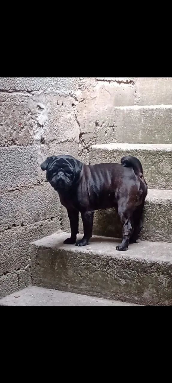 Venda de pugs  - Foto 2