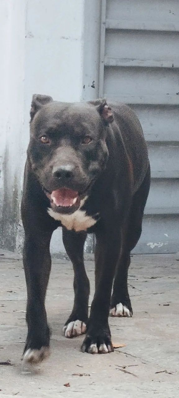 Filhote pitmonster/pitbull - Foto 3