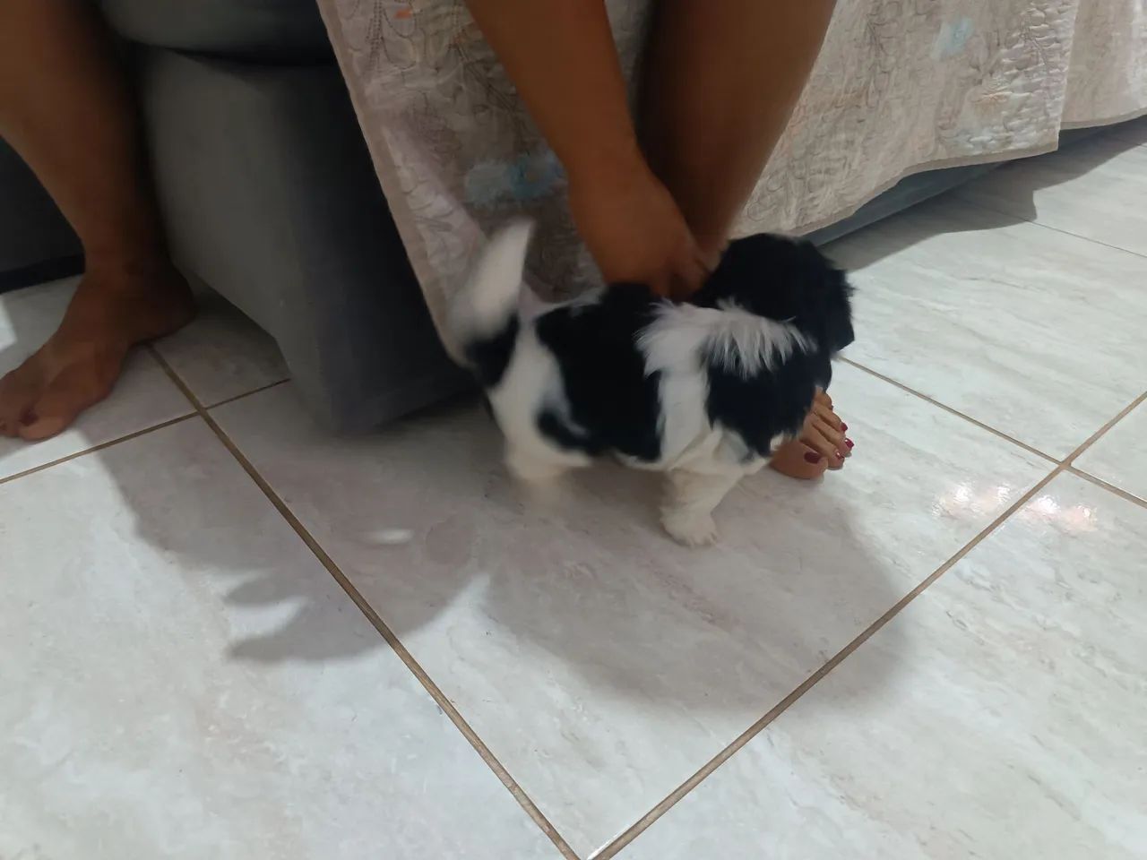 Cachorro Shitzu - Foto 5