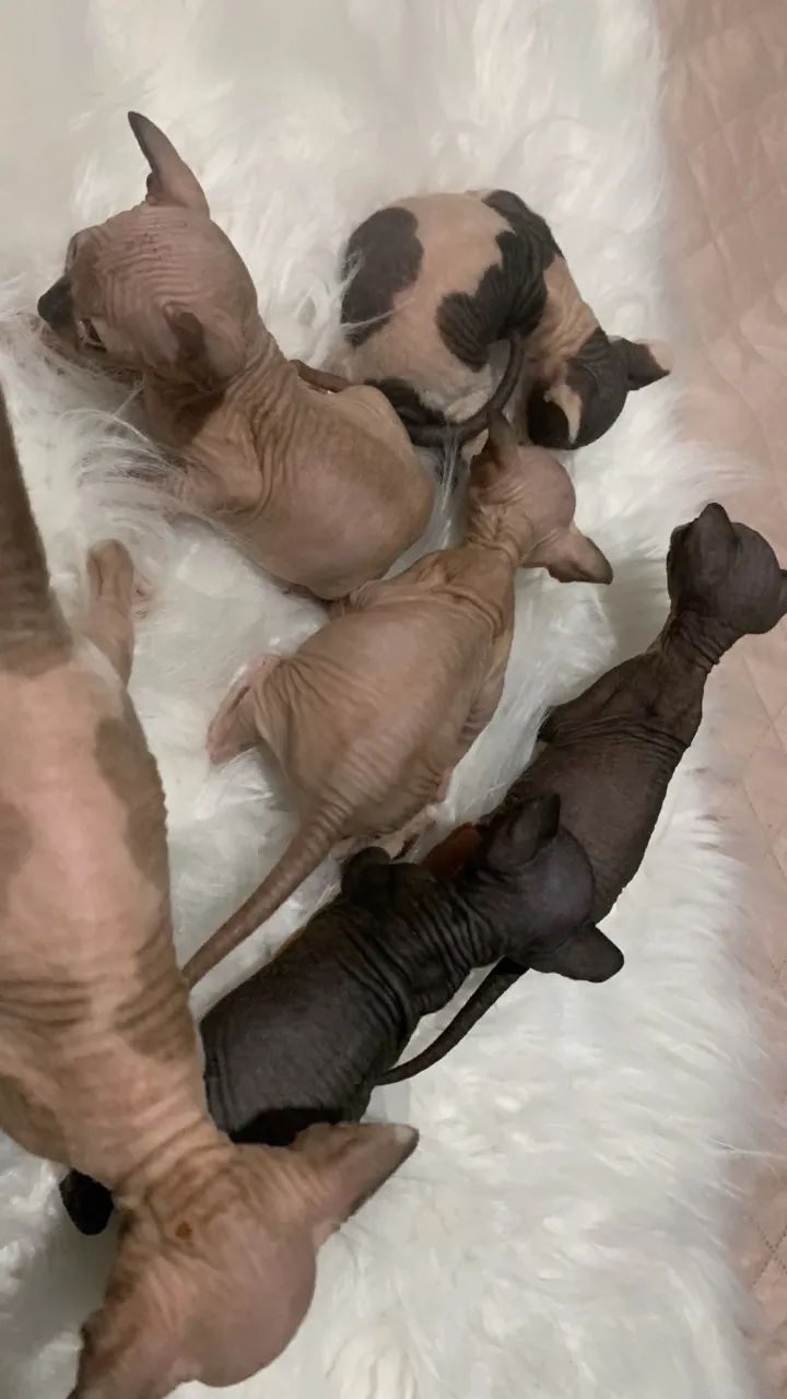 Sphynx  - Foto 3