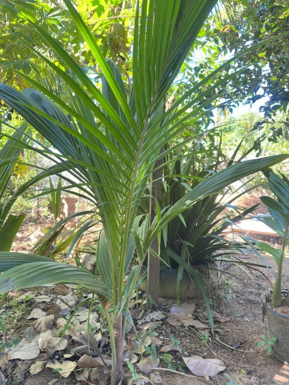 Muda Coqueiro  - Foto 2
