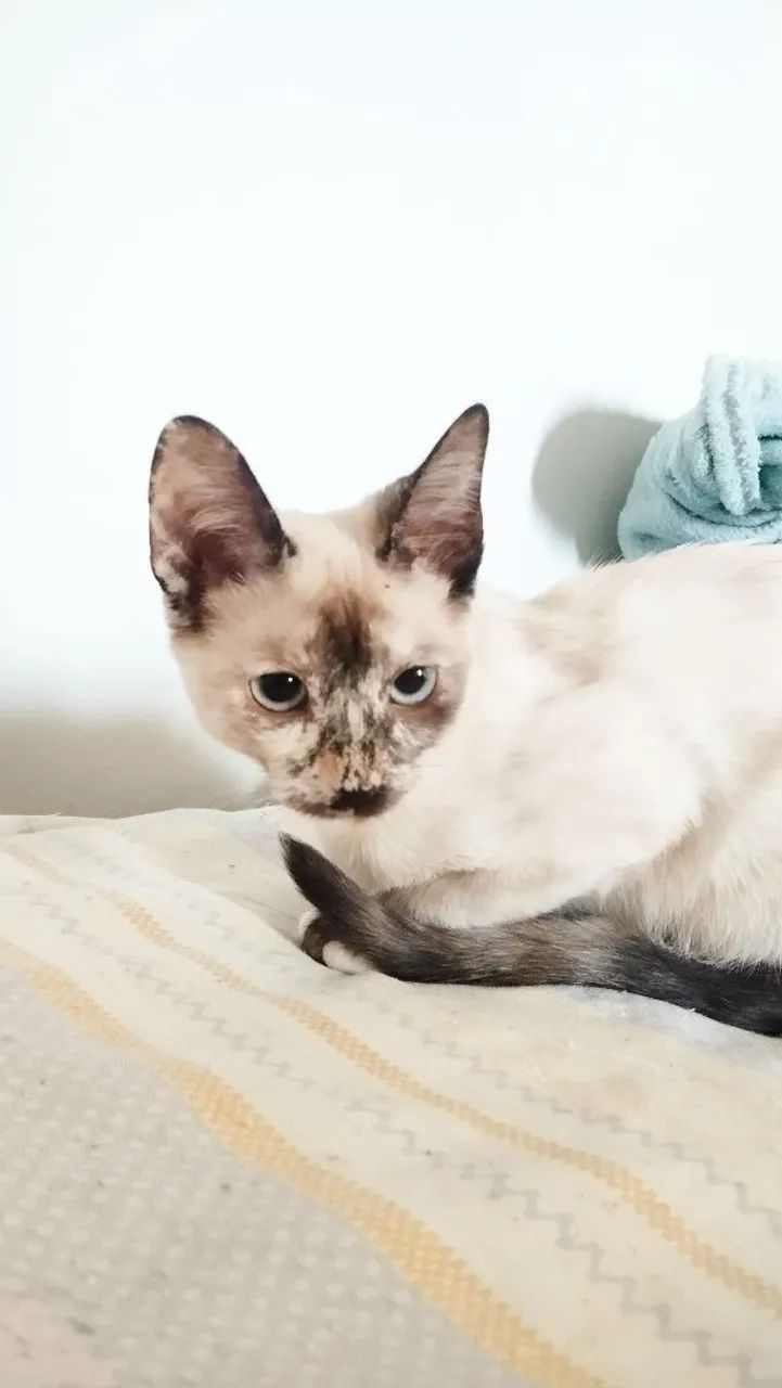 Gata para adoção  - Foto 3