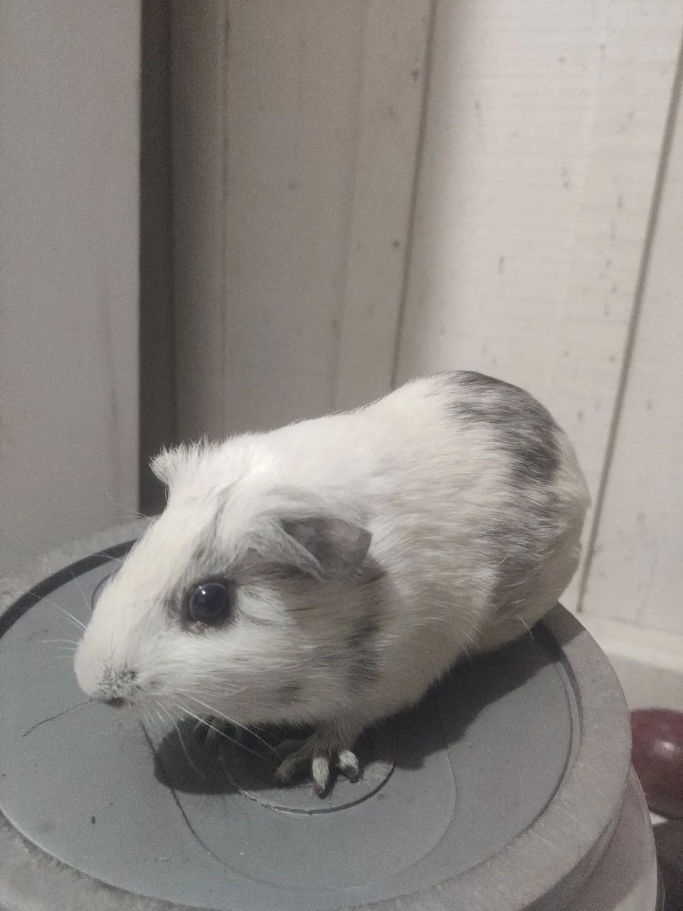 Porquinhos da índia  - Foto 6