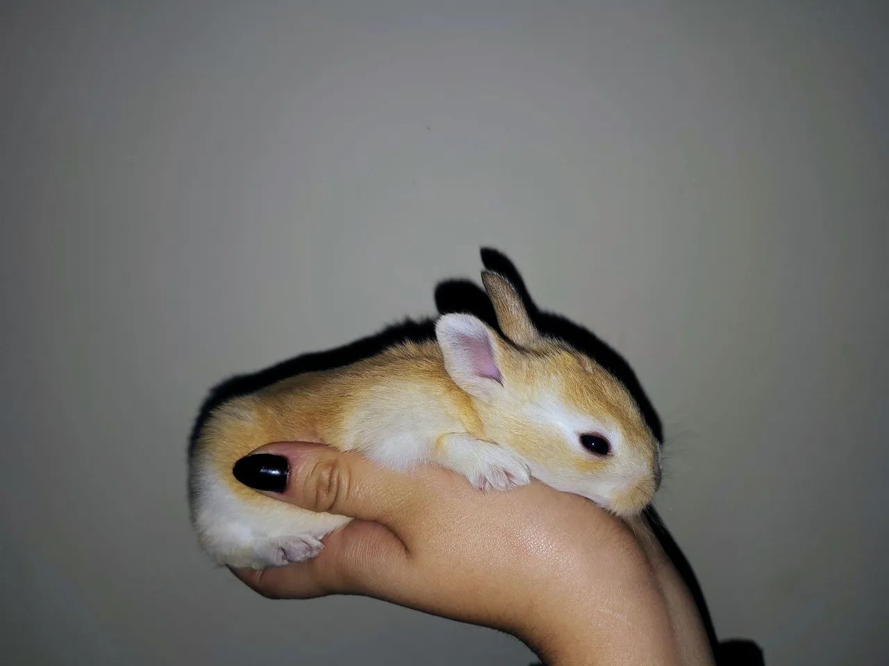 Coelhinhos - Foto 3