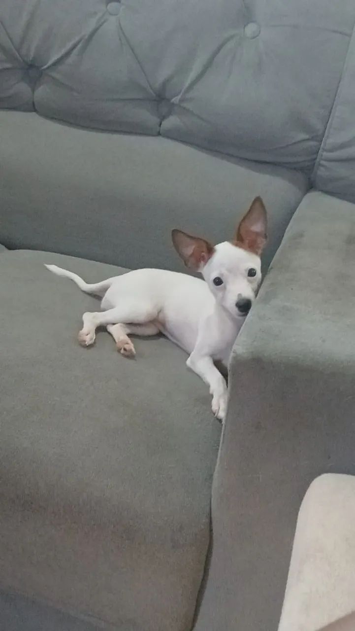 Cachorro 