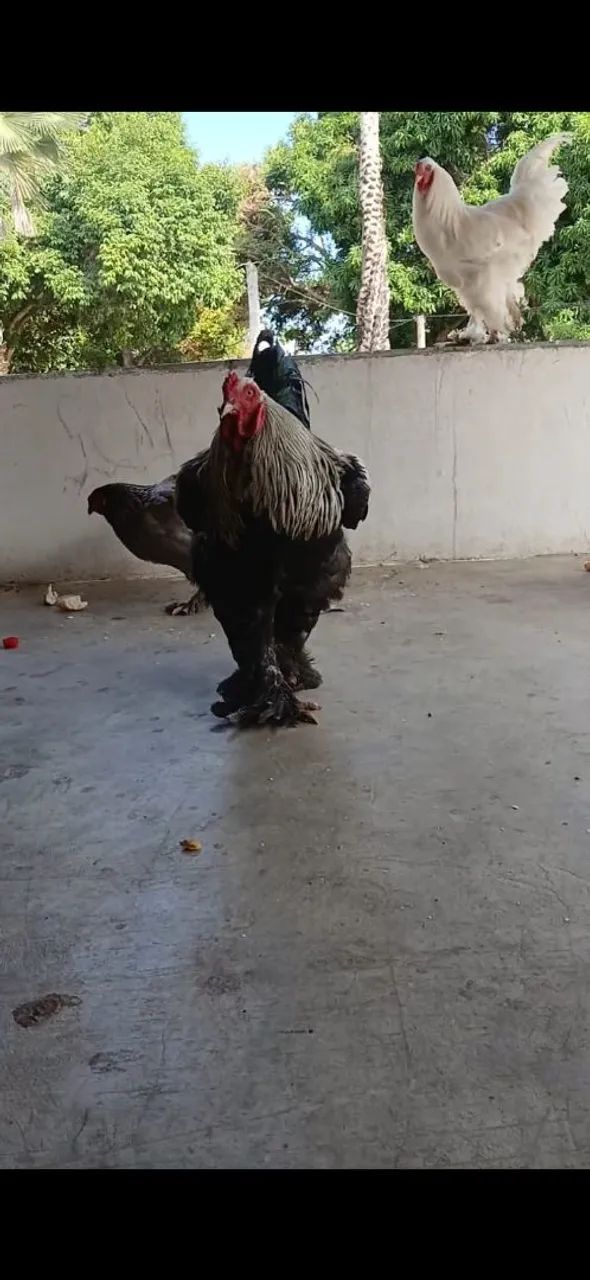 Vendo Galinhas  - Foto 2