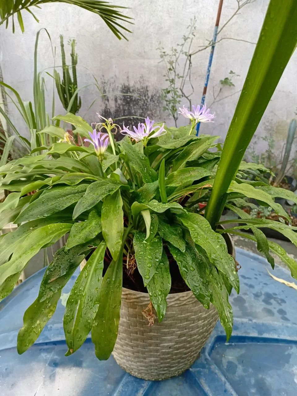 Plantas 