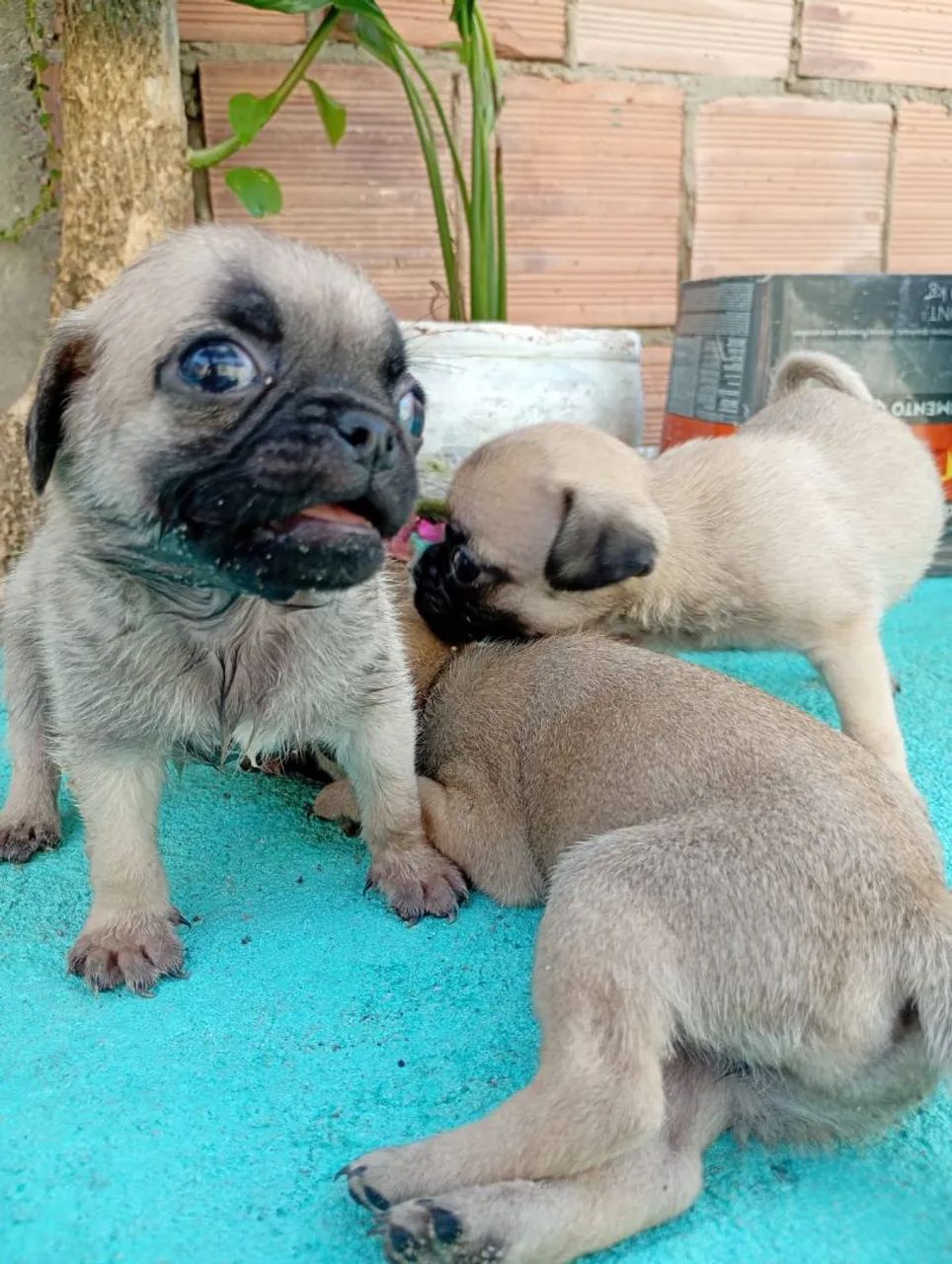 Filhotes de PUG - Foto 4