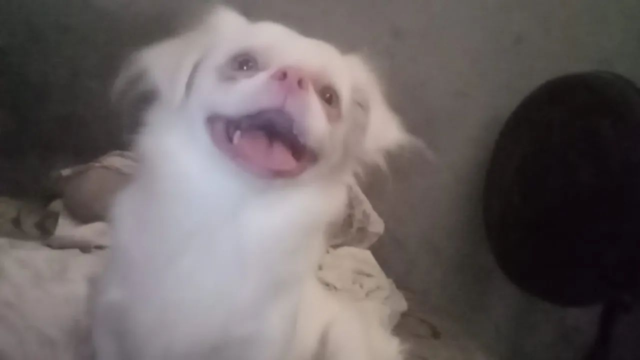 Cachorro pequinês albino 