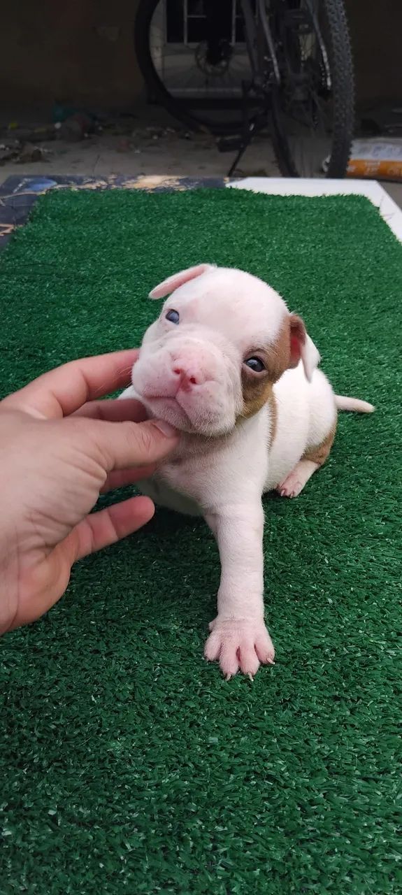 American bully pocket  - Foto 2