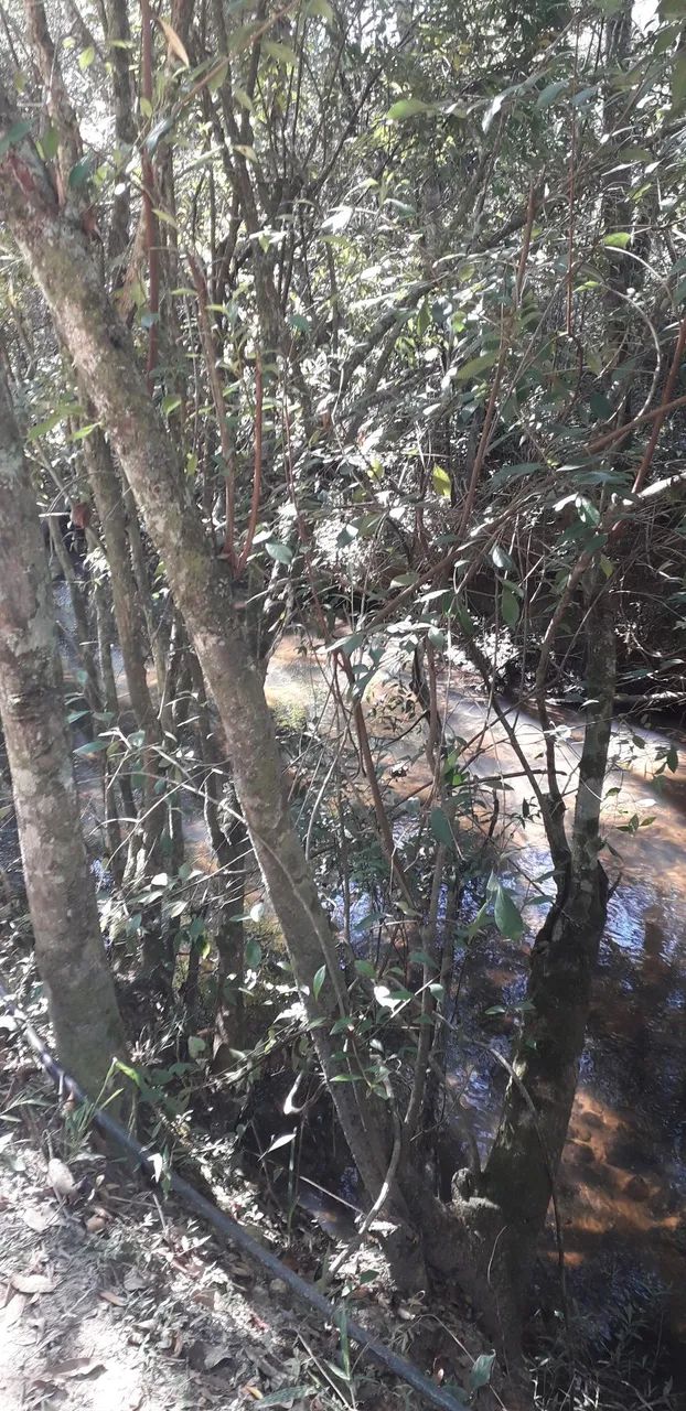 Vendo sítio abundante em água  - Foto 4