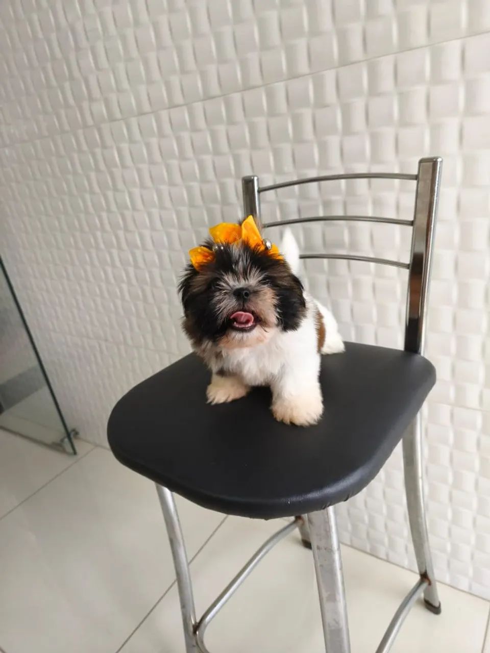 Shih Tzu europeu  - Foto 2