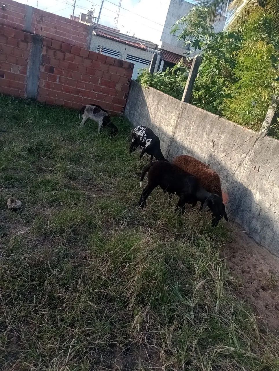 ovelhas - Foto 5