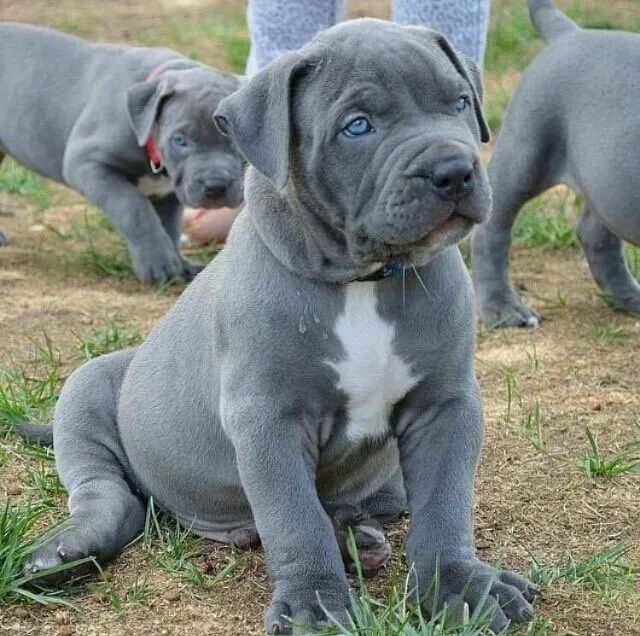 Cane Corso Otimo Cão De Guarda  - Foto 2