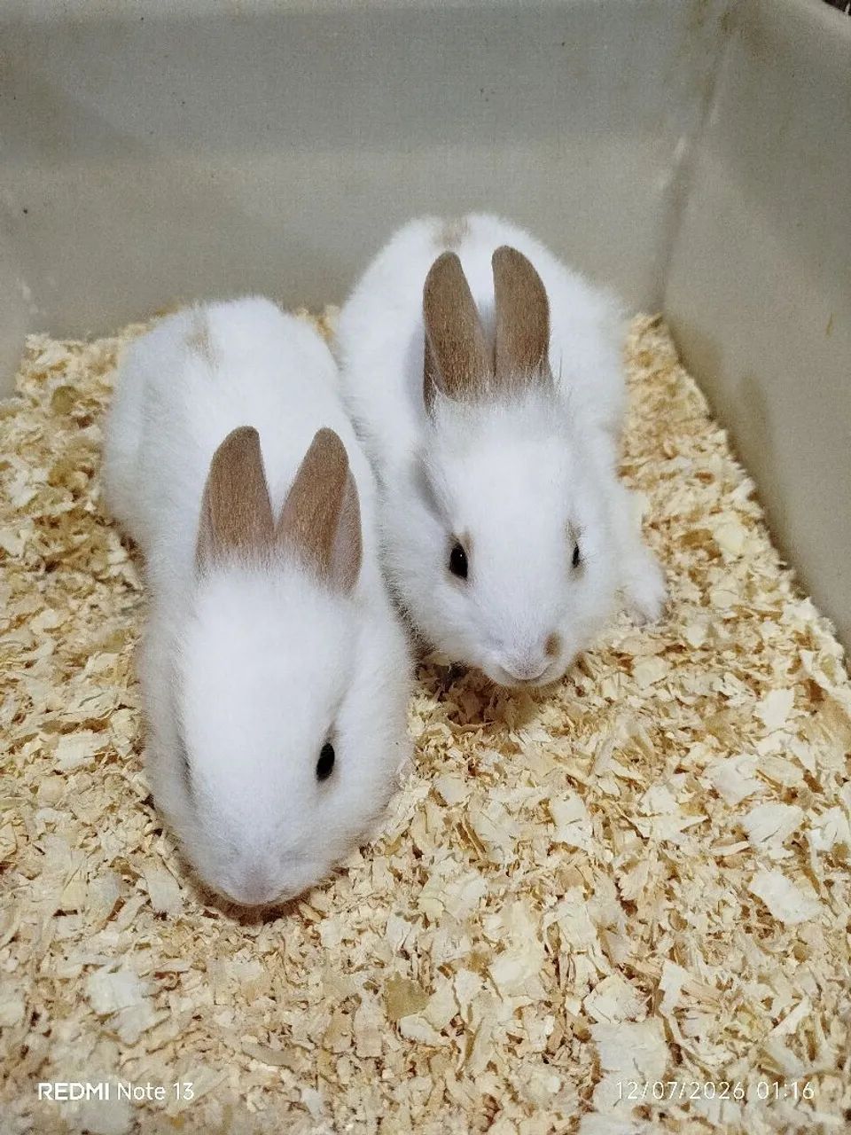 Coelhos  - Foto 4