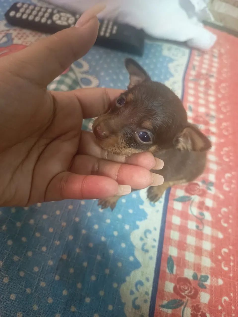 pinscher miniatura 