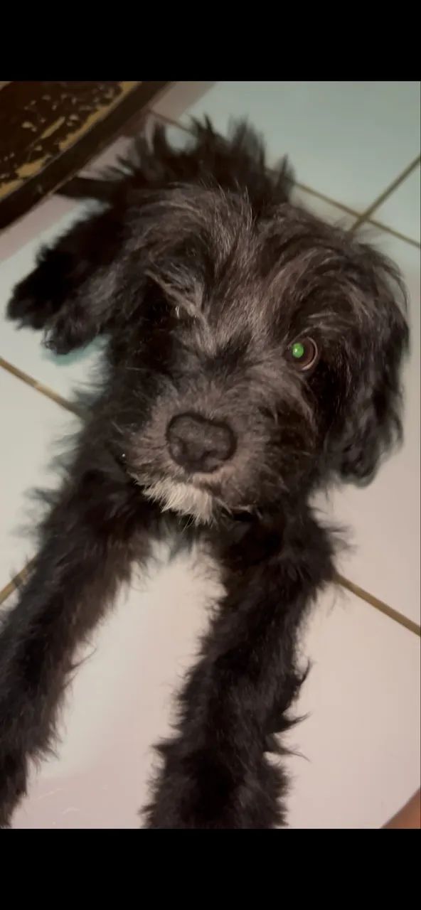 Ânimos - Foto 3