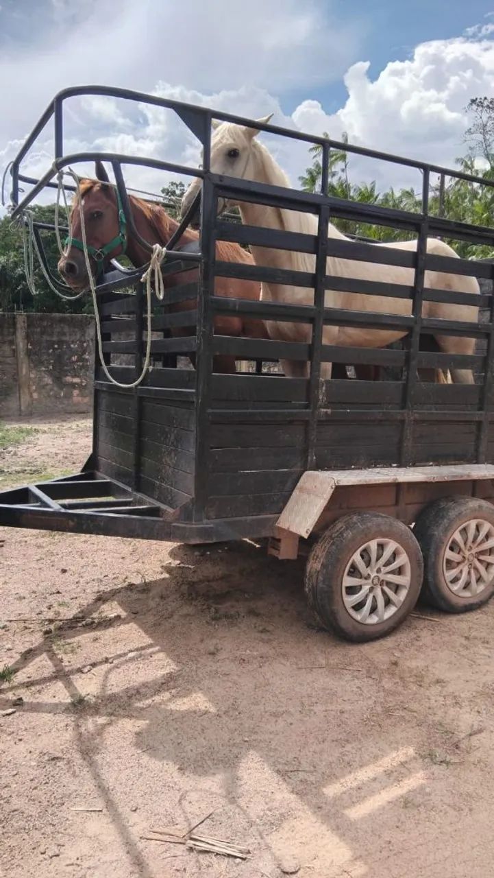 Trailer para transporte de cavalo à venda 