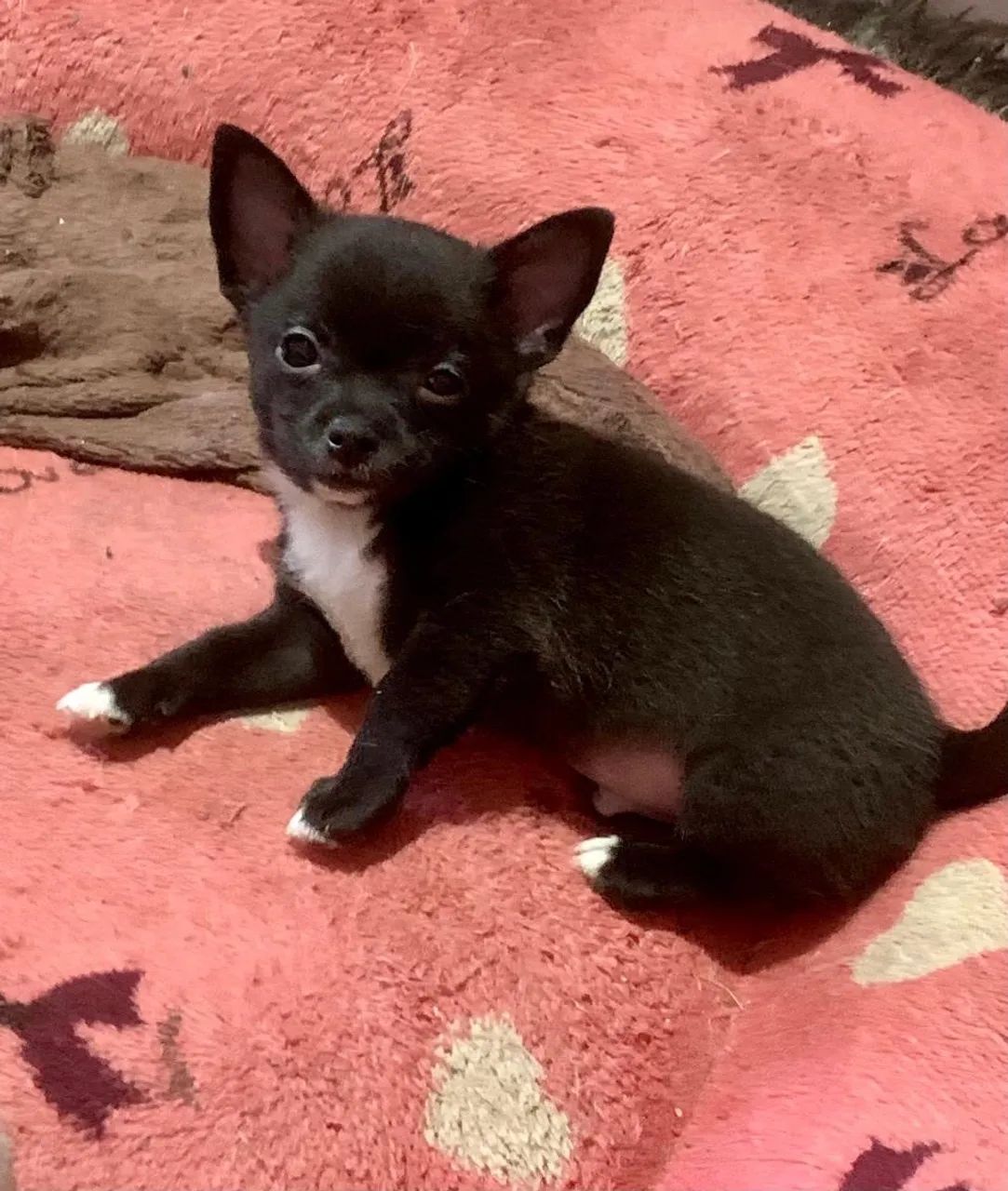 Chihuahua  - Foto 3
