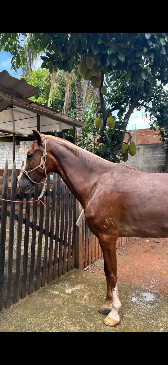 Égua mangalarga marchador  - Foto 4