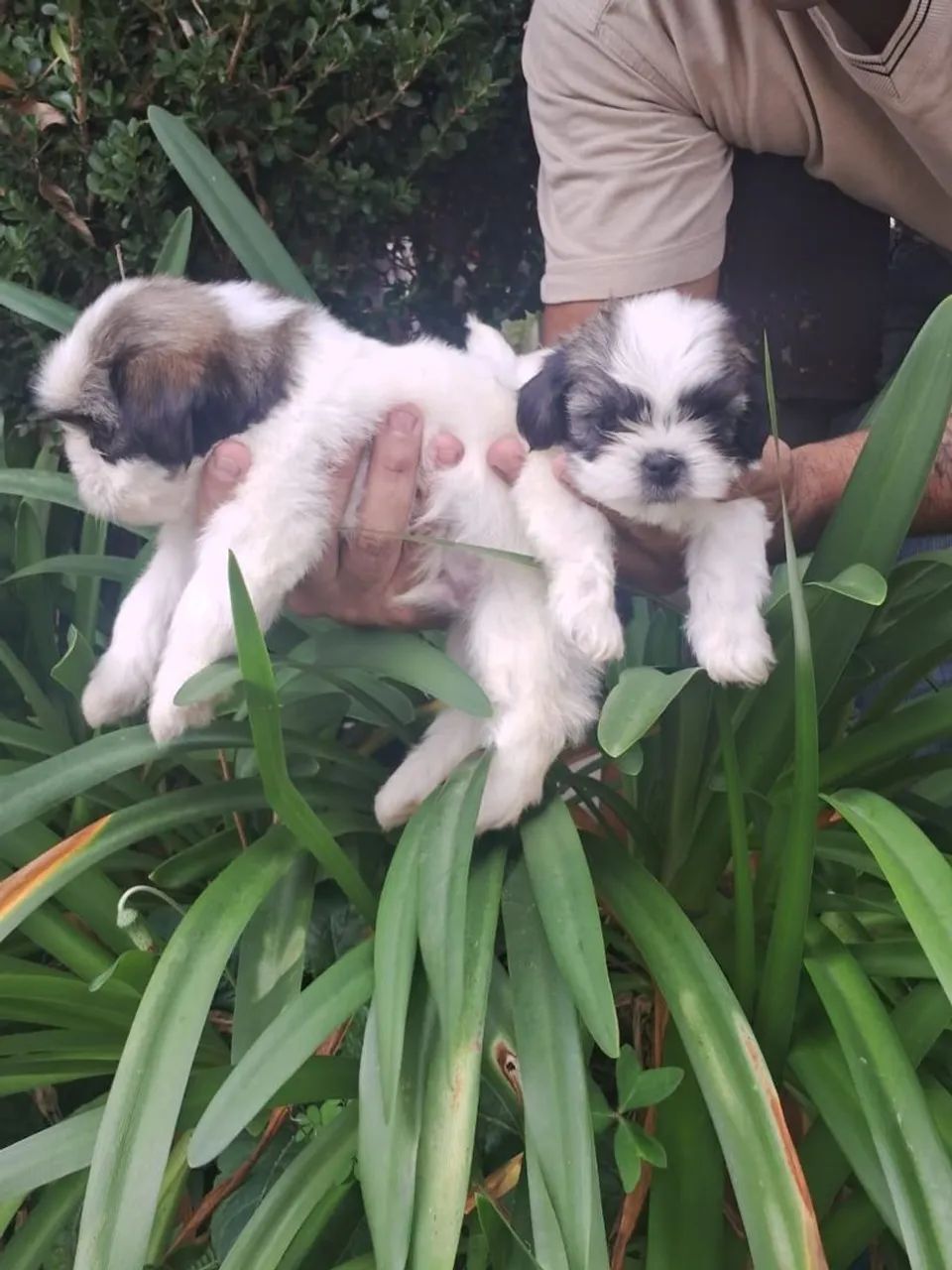 Cachorro  shituzu $ 900