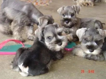 Schnauzer  pretinhos correndo 
