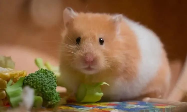 hamster sirio