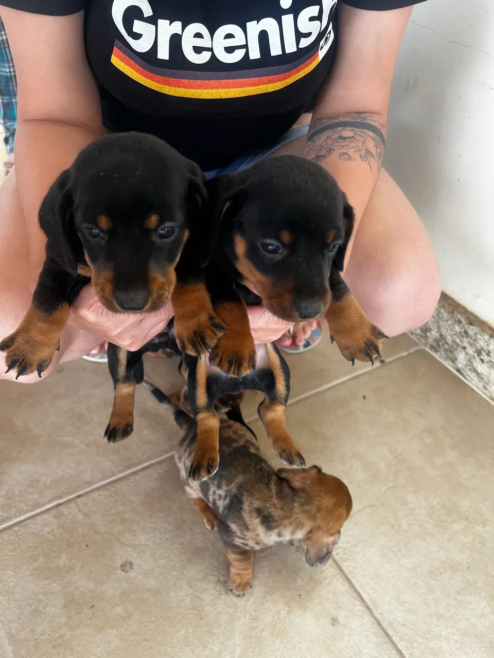 Filhote de cachorro Basset Dachshund - Foto 4