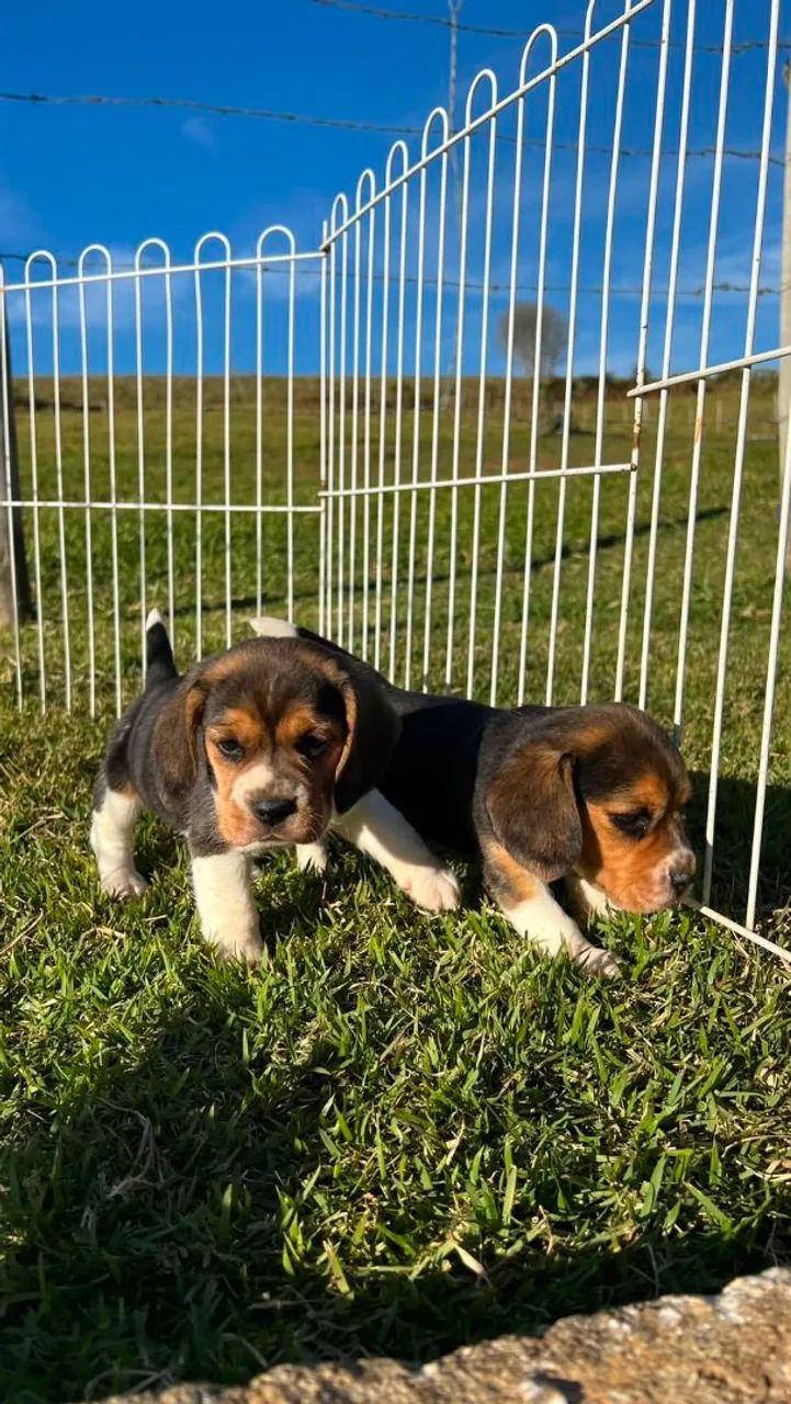 BEAGLES PERFEITOS