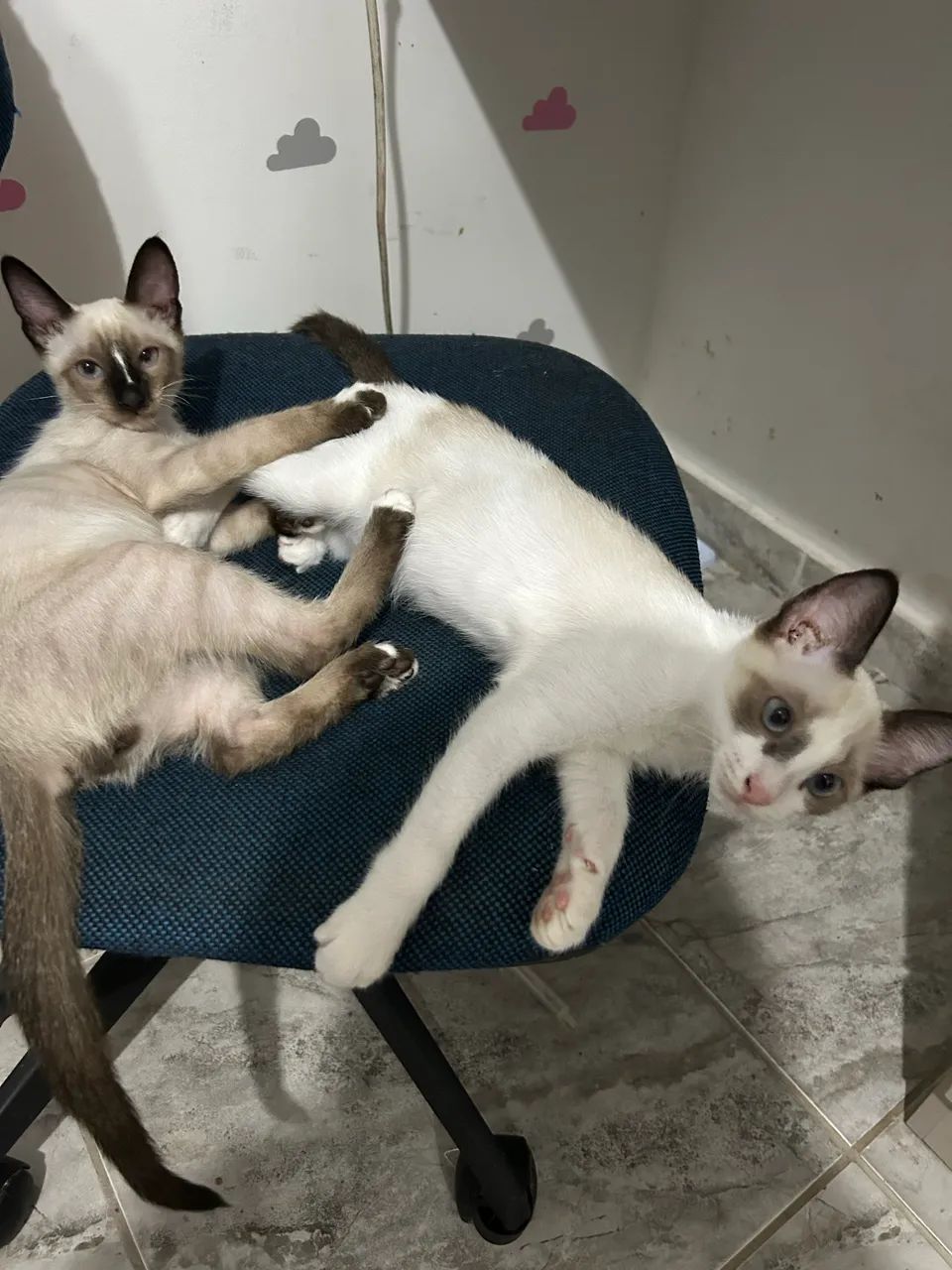 Filhotes de gato  - Foto 3