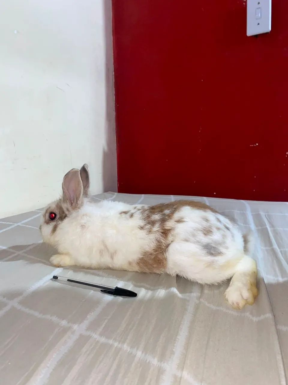 Coelho 