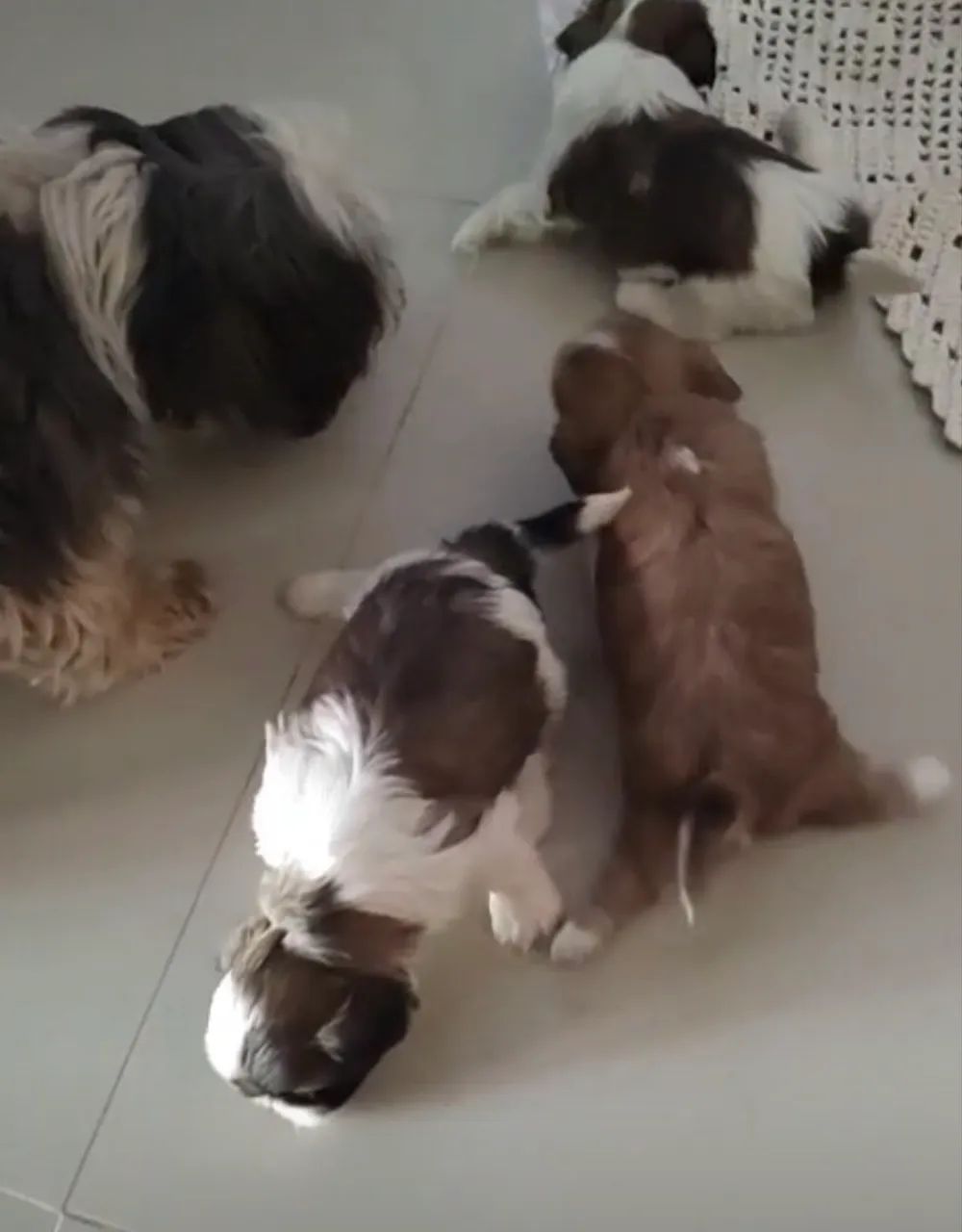 Shihtzu 
