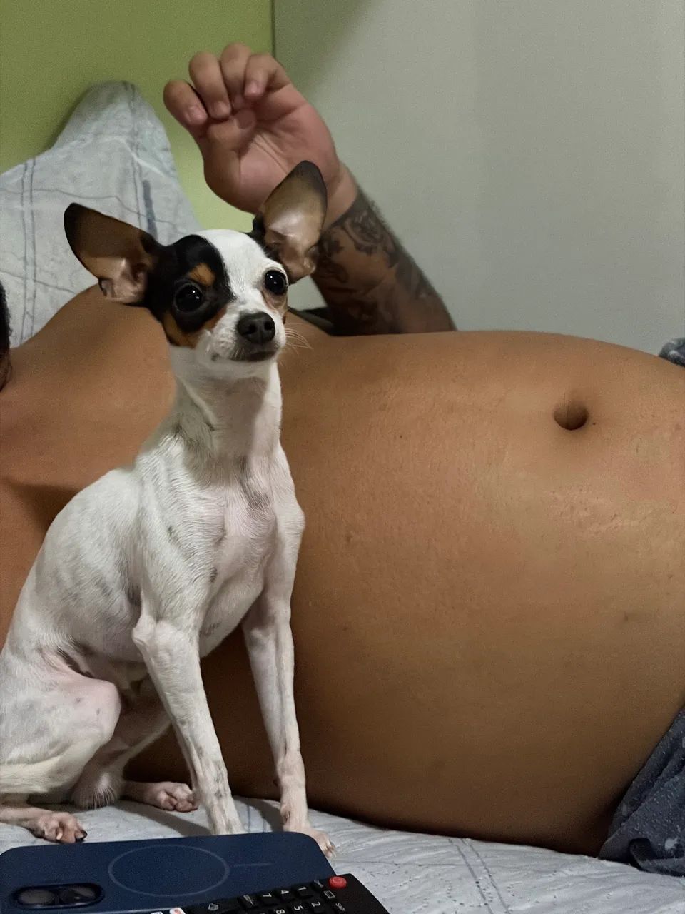 Pinscher 0 - Foto 4