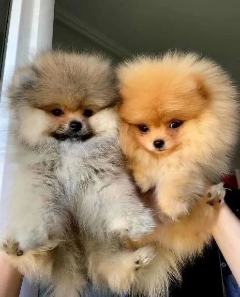Spitz Alemão macho vacinado e vermifugado