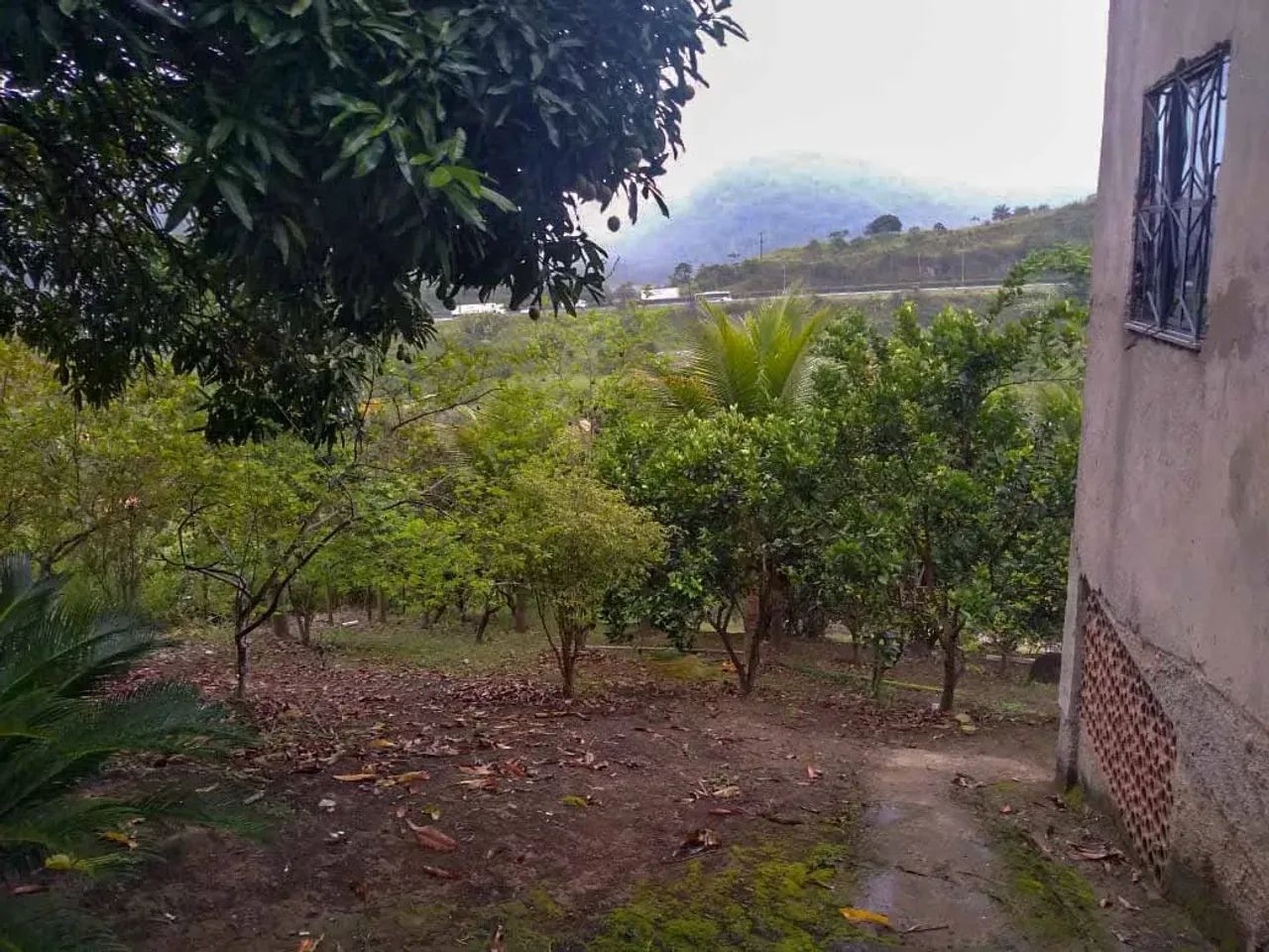 Sítio com plantação para venda - Foto 5