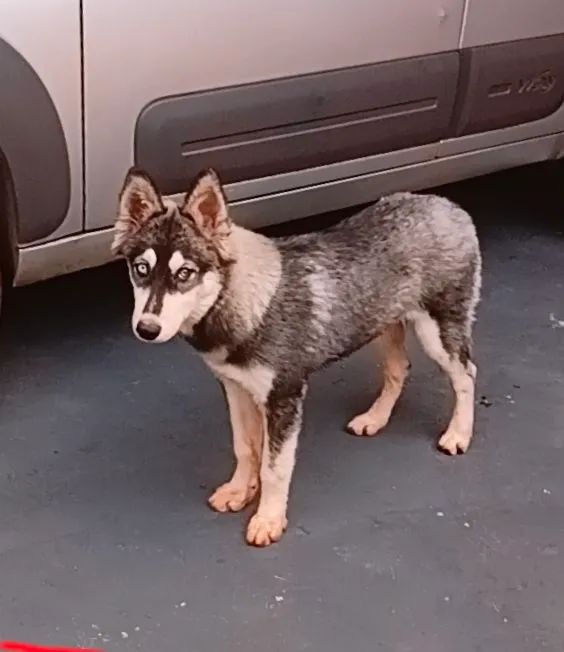 Vendo Rusck siberiano  300,00