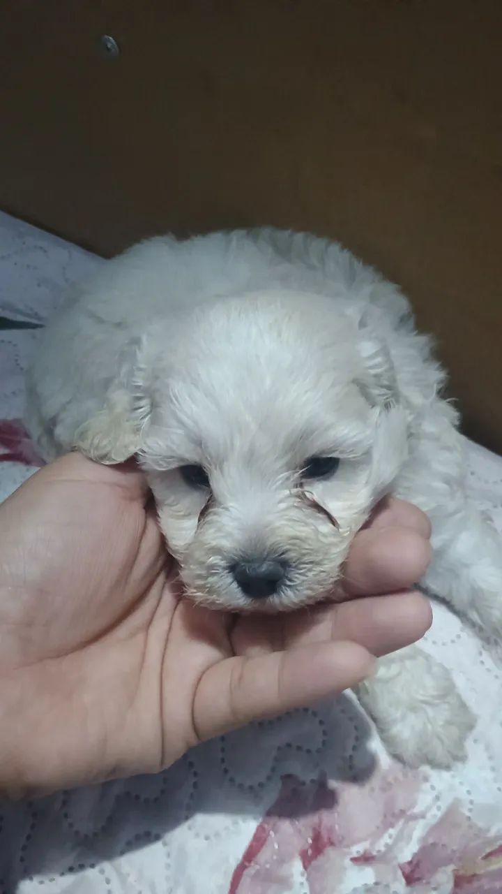 Vendo poodle macho toy
