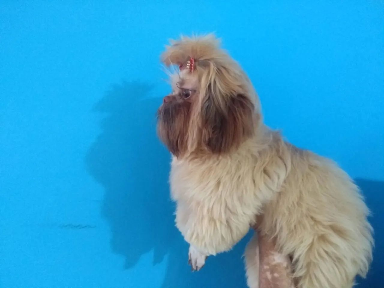 Fêmea shih tzu  - Foto 3