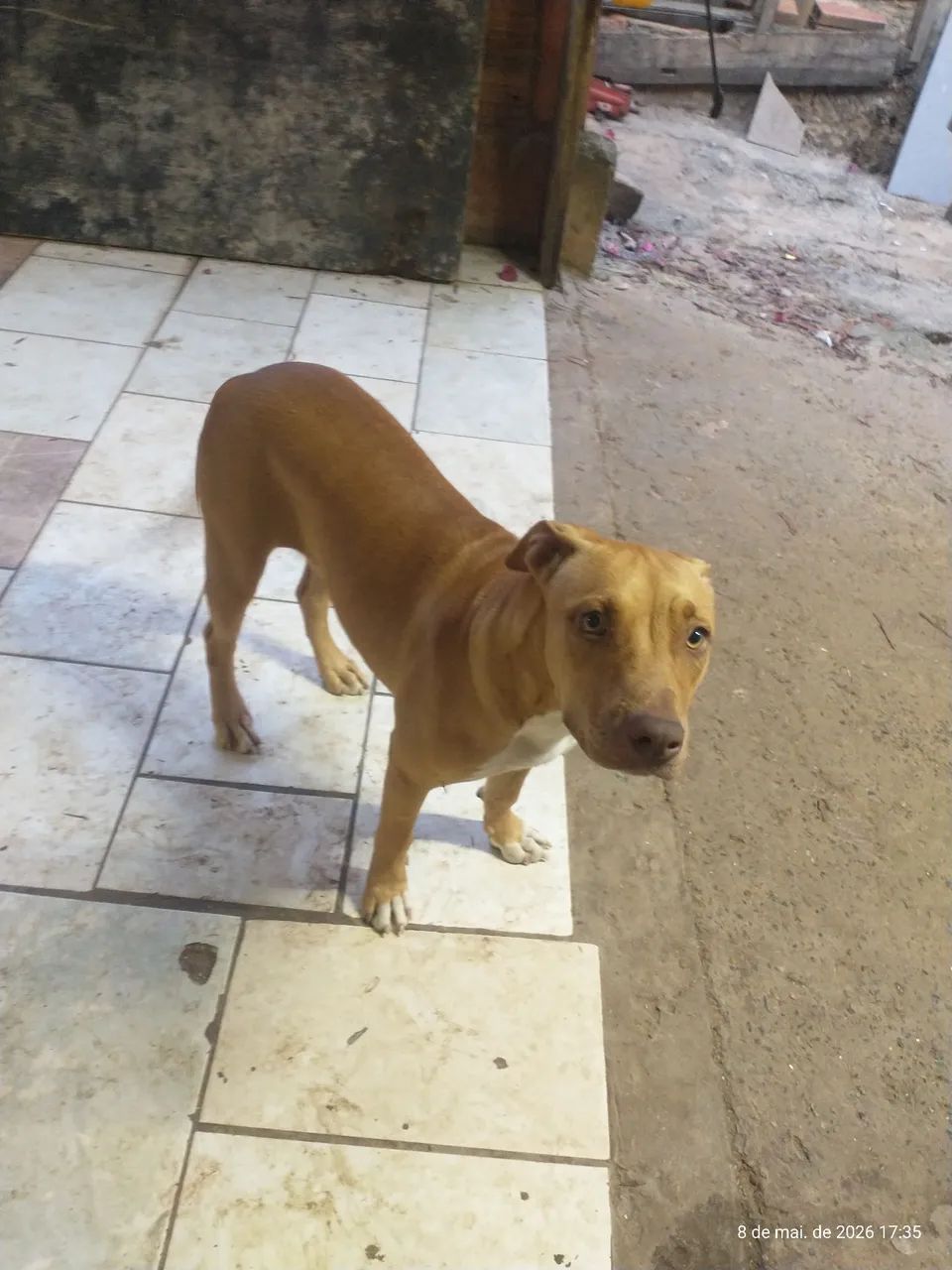 Pitbull Fêmea  - Foto 2
